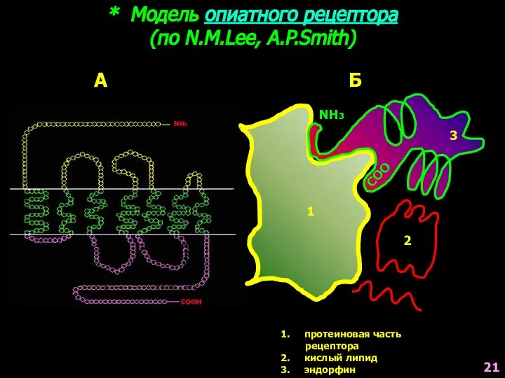 * Модель опиатного рецептора (по N.M.Lee, A.P.Smith) 1 2 3 NH3 COO