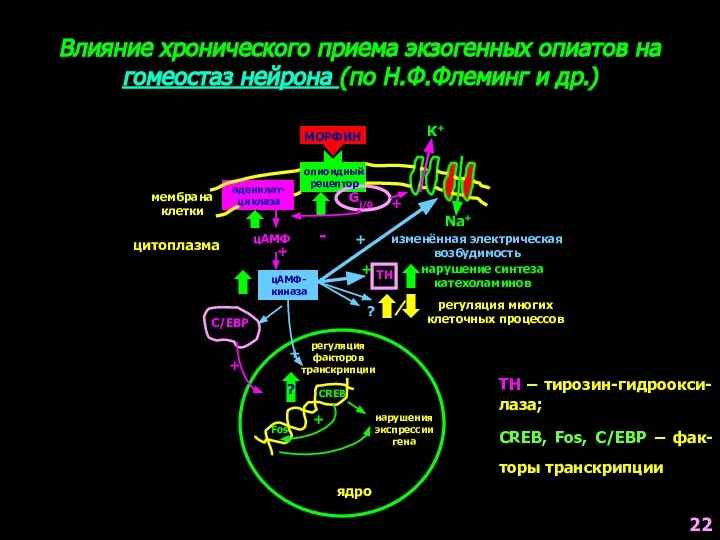 Влияние хронического приема экзогенных опиатов на гомеостаз нейрона (по Н.Ф.Флеминг и др.)