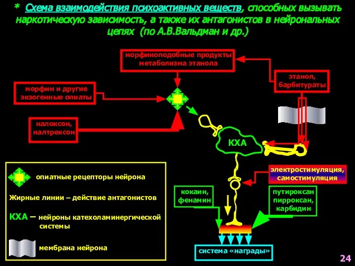 * Схема взаимодействия психоактивных веществ, способных вызывать наркотическую зависимость, а также их