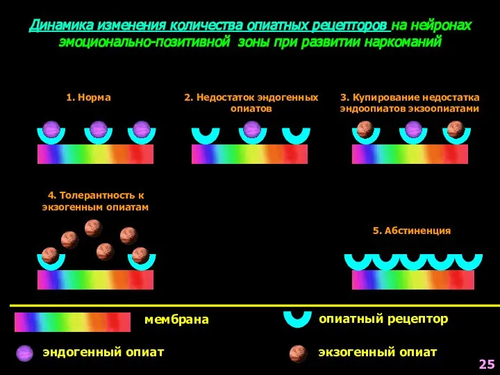 Динамика изменения количества опиатных рецепторов на нейронах эмоционально-позитивной зоны при развитии наркоманий