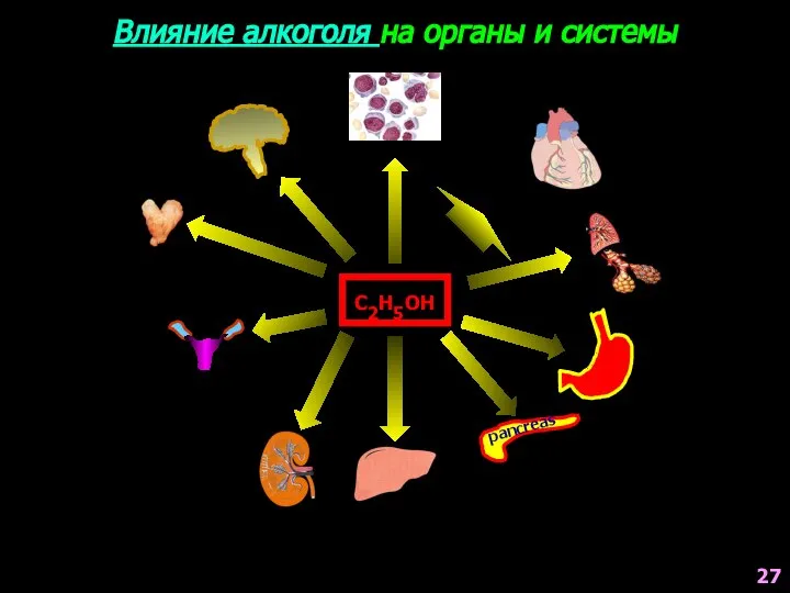 Влияние алкоголя на органы и системы С2Н5ОН pancreas 27