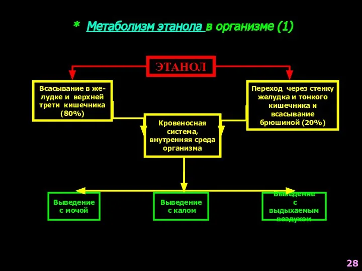 * Метаболизм этанола в организме (1) ЭТАНОЛ Всасывание в же- лудке и