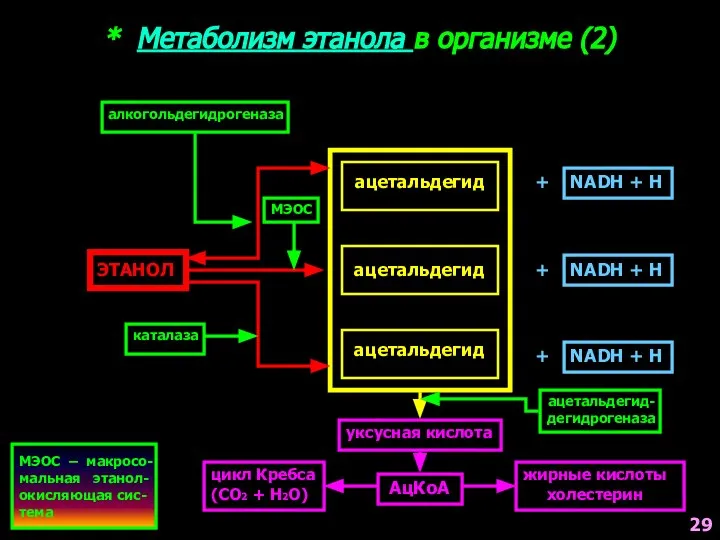 * Метаболизм этанола в организме (2) ЭТАНОЛ ацетальдегид ацетальдегид ацетальдегид алкогольдегидрогеназа +