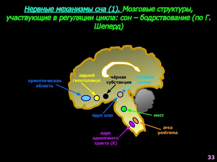 Нервные механизмы сна (1). Мозговые структуры, участвующие в регуляции цикла: сон –