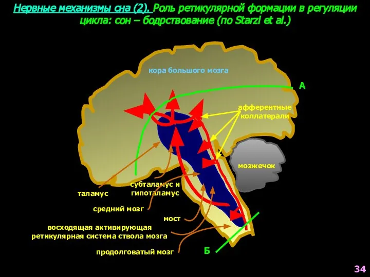 Нервные механизмы сна (2). Роль ретикулярной формации в регуляции цикла: сон –