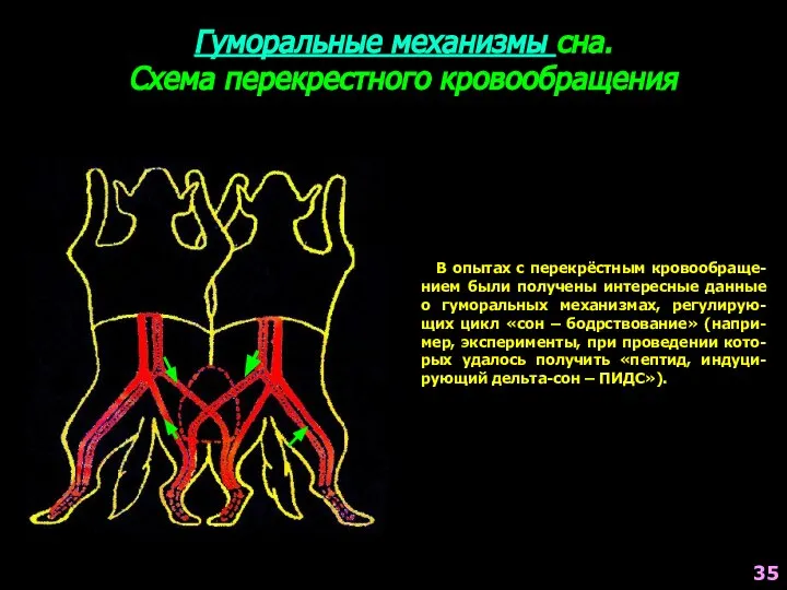 Гуморальные механизмы сна. Схема перекрестного кровообращения В опытах с перекрёстным кровообраще-нием были