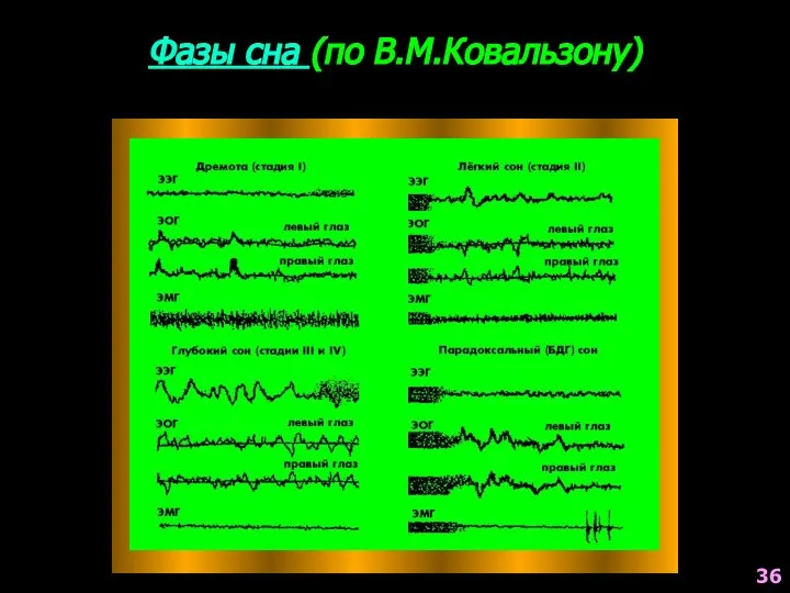 Фазы сна (по В.М.Ковальзону) 36