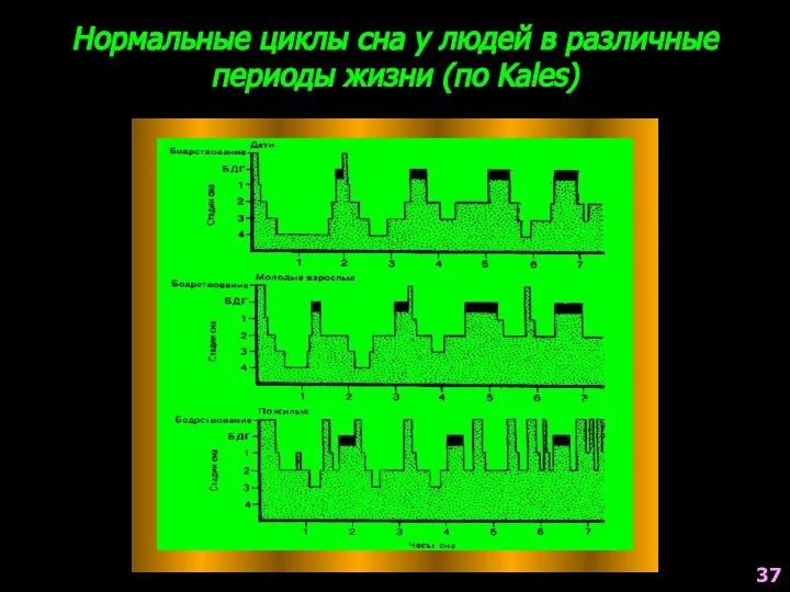 Нормальные циклы сна у людей в различные периоды жизни (по Kales) 37