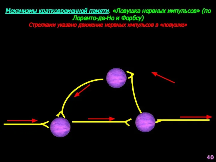 40 Механизмы кратковременной памяти. «Ловушка нервных импульсов» (по Лоренто-де-Но и Форбсу) Стрелками