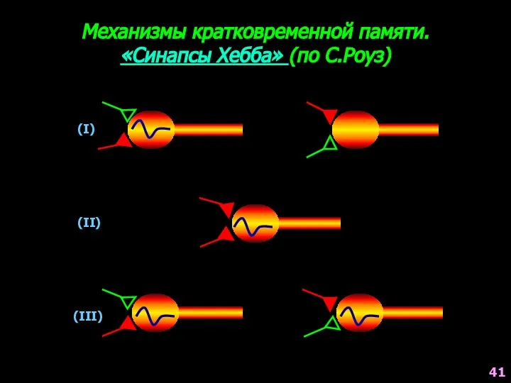 Механизмы кратковременной памяти. «Синапсы Хебба» (по С.Роуз) (I) (II) (III) 41