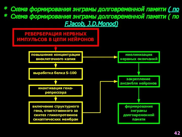 РЕВЕРБЕРАЦИЯ НЕРВНЫХ ИМПУЛЬСОВ В ЦЕПИ НЕЙРОНОВ повышение концентрации внеклеточного калия выработка белка