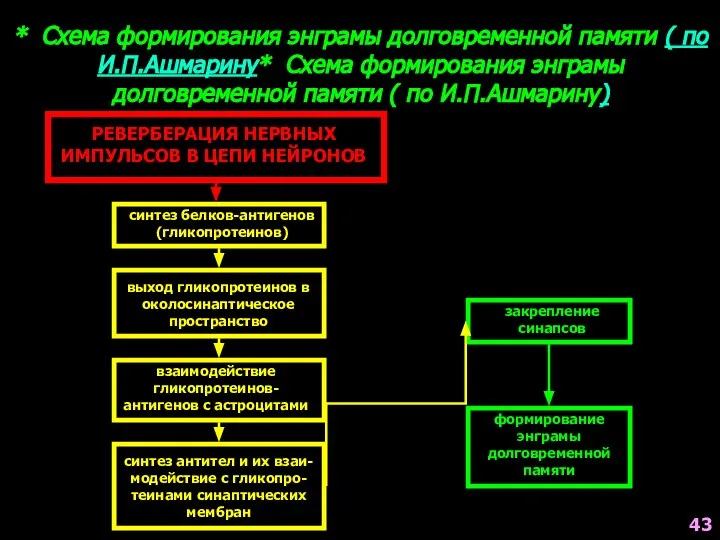 РЕВЕРБЕРАЦИЯ НЕРВНЫХ ИМПУЛЬСОВ В ЦЕПИ НЕЙРОНОВ синтез белков-антигенов (гликопротеинов) выход гликопротеинов в