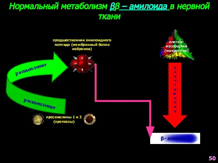 расщепление расщепление Нормальный метаболизм ββ – амилоида в нервной ткани клетки- мусорщики