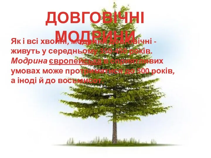 ДОВГОВІЧНІ МОДРИНИ Як і всі хвойні, модрини довговічні - живуть у середньому