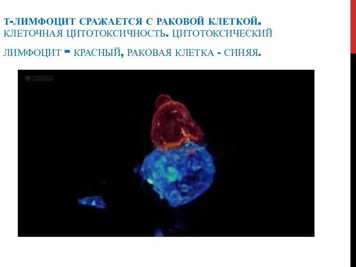 Т-ЛИМФОЦИТ СРАЖАЕТСЯ С РАКОВОЙ КЛЕТКОЙ. КЛЕТОЧНАЯ ЦИТОТОКСИЧНОСТЬ. ЦИТОТОКСИЧЕСКИЙ ЛИМФОЦИТ - КРАСНЫЙ, РАКОВАЯ КЛЕТКА - СИНЯЯ.