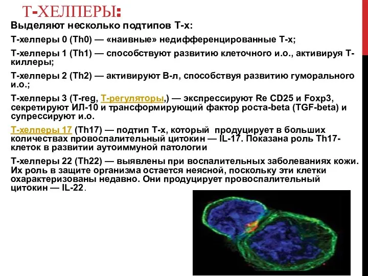 Т-ХЕЛПЕРЫ: Выделяют несколько подтипов Т-х: Т-хелперы 0 (Th0) — «наивные» недифференцированные Т-х;