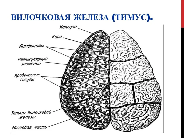 ВИЛОЧКОВАЯ ЖЕЛЕЗА (ТИМУС).