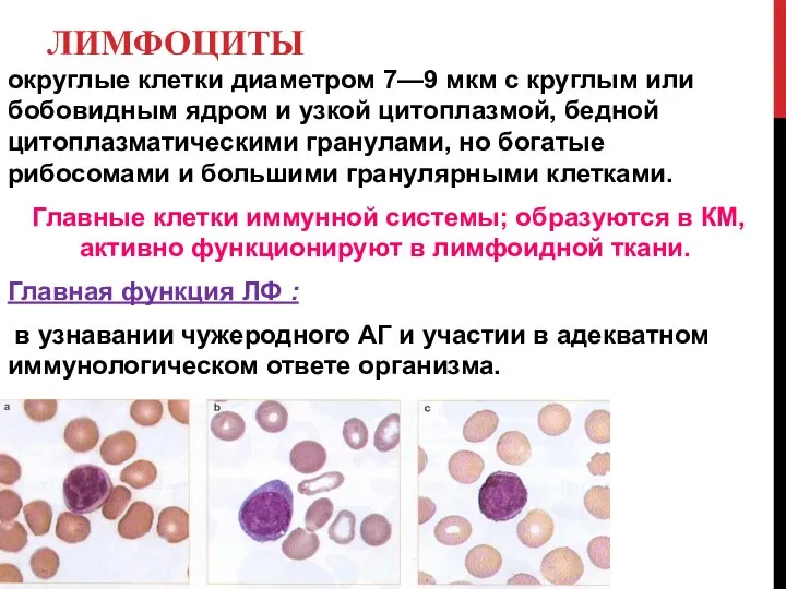 ЛИМФОЦИТЫ округлые клетки диаметром 7—9 мкм с круглым или бобовидным ядром и