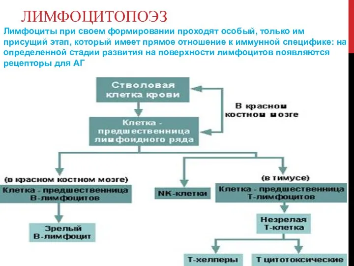 ЛИМФОЦИТОПОЭЗ Лимфоциты при своем формировании проходят особый, только им присущий этап, который