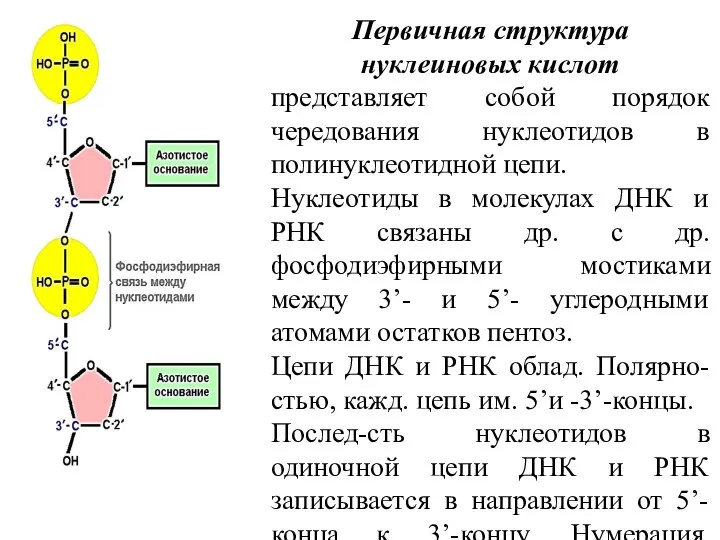 Первичная структура нуклеиновых кислот представляет собой порядок чередования нуклеотидов в полинуклеотидной цепи.