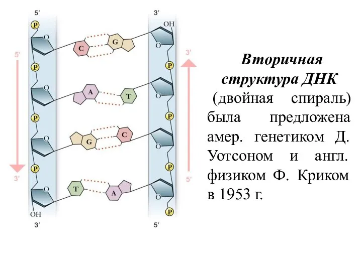 Вторичная структура ДНК (двойная спираль) была предложена амер. генетиком Д. Уотсоном и