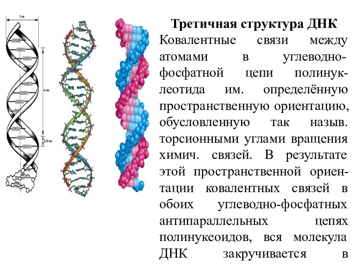 Третичная структура ДНК Ковалентные связи между атомами в углеводно-фосфатной цепи полинук-леотида им.