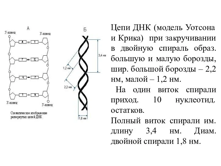 Цепи ДНК (модель Уотсона и Крика) при закручивании в двойную спираль образ.
