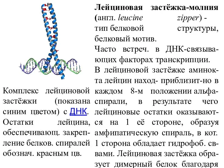 Комплекс лейциновой застёжки (показана синим цветом) с ДНК. Остатки лейцина, обеспечивающ. закреп-ление