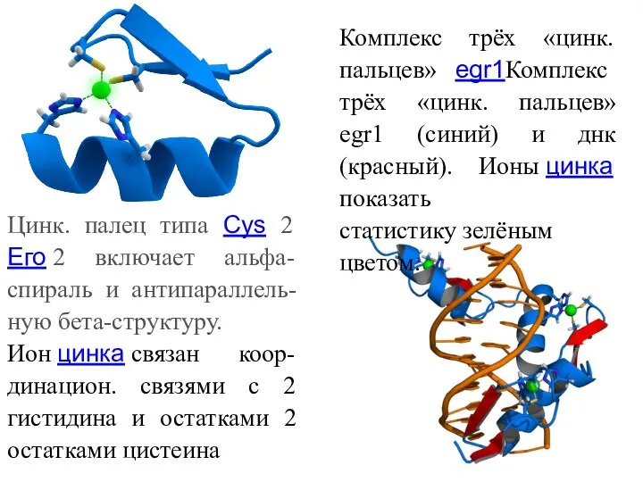 Цинк. палец типа Cys 2 Его 2 включает альфа-спираль и антипараллель-ную бета-структуру.