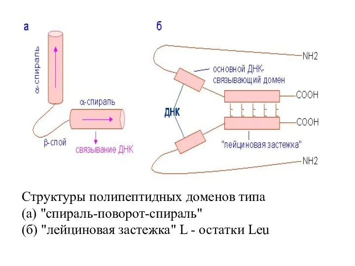 Структуры полипептидных доменов типа (а) "спираль-поворот-спираль" (б) "лейциновая застежка" L - остатки Leu