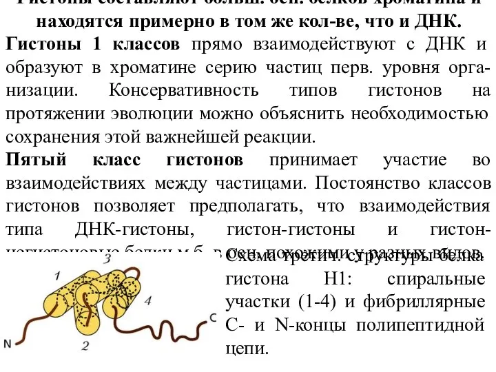 Гистоны составляют больш. осн. белков хроматина и находятся примерно в том же