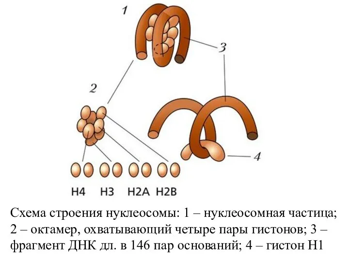 Схема строения нуклеосомы: 1 – нуклеосомная частица; 2 – октамер, охватывающий четыре