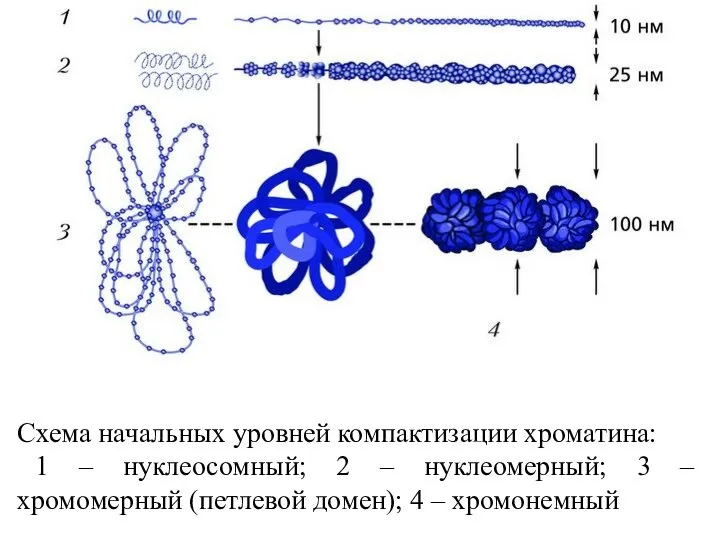 Схема начальных уровней компактизации хроматина: 1 – нуклеосомный; 2 – нуклеомерный; 3