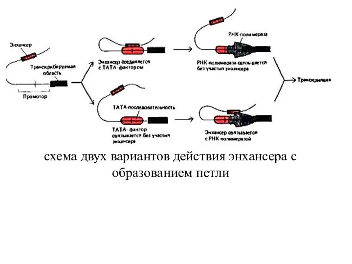 схема двух вариантов действия энхансера с образованием петли