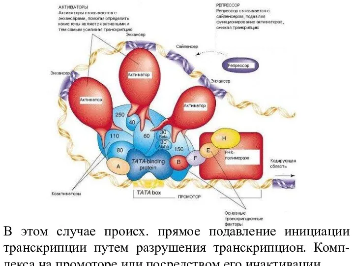 В этом случае происх. прямое подавление инициации транскрипции путем разрушения транскрипцион. Комп-лекса