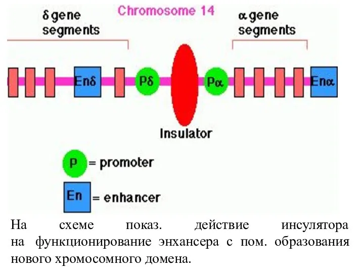 На схеме показ. действие инсулятора на функционирование энхансера с пом. образования нового хромосомного домена.