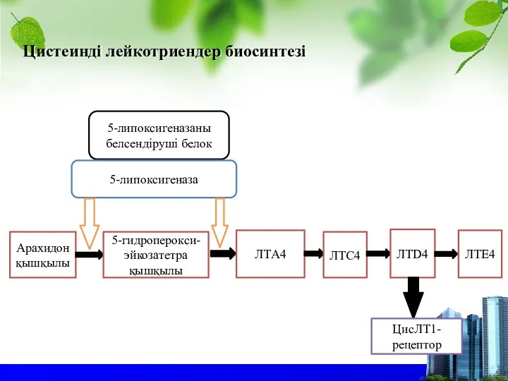 Цистеинді лейкотриендер биосинтезі 5-липоксигеназаны белсендіруші белок 5-липоксигеназа Арахидон қышқылы 5-гидроперокси-эйкозатетра қышқылы ЛТА4 ЛТС4 ЛТD4 ЛТЕ4 ЦисЛТ1-рецептор