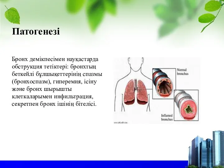 Патогенезі Бронх демікпесімен науқастарда обструкция тетіктері: бронхтың беткейлі бұлшықеттерінің спазмы (бронхоспазм), гиперемия,