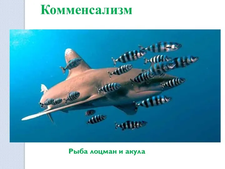Комменсализм Рыба лоцман и акула