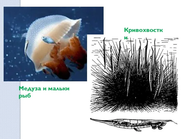 Медуза и мальки рыб Кривохвостки