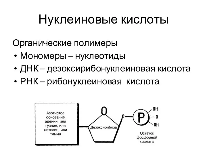 Нуклеиновые кислоты Органические полимеры Мономеры – нуклеотиды ДНК – дезоксирибонуклеиновая кислота РНК – рибонуклеиновая кислота