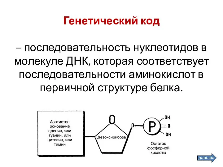 Генетический код – последовательность нуклеотидов в молекуле ДНК, которая соответствует последовательности аминокислот в первичной структуре белка.