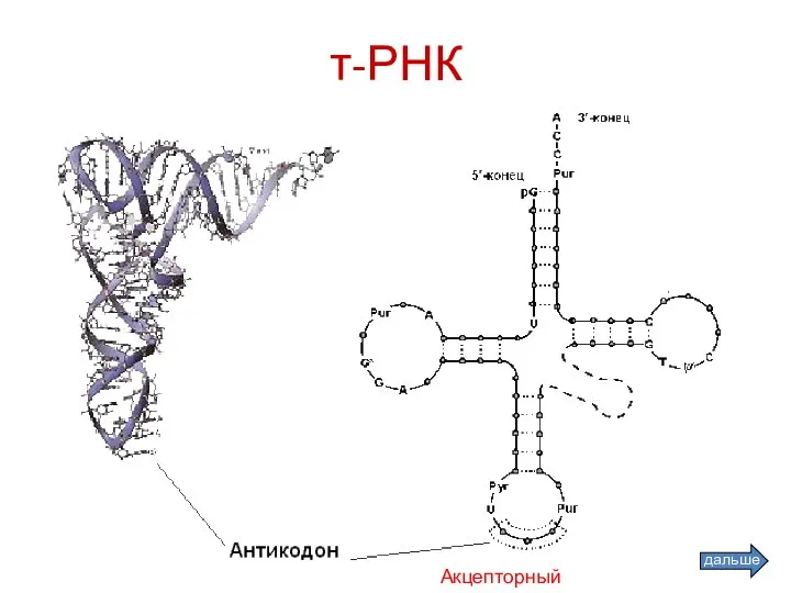 т-РНК Акцепторный участок