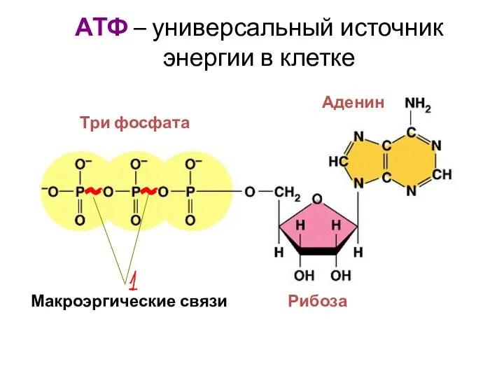 АТФ – универсальный источник энергии в клетке Макроэргические связи