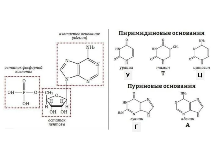 Ц Г У