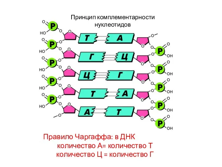 Принцип комплементарности нуклеотидов Правило Чаргаффа: в ДНК количество А= количество Т количество Ц = количество Г