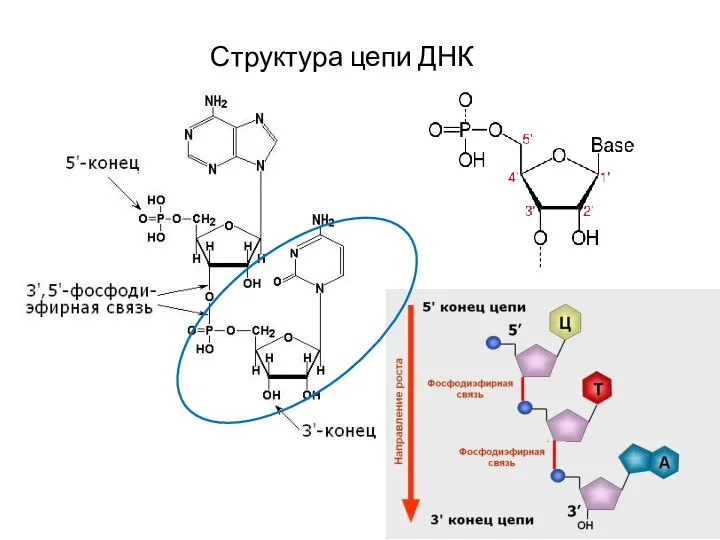 Структура цепи ДНК