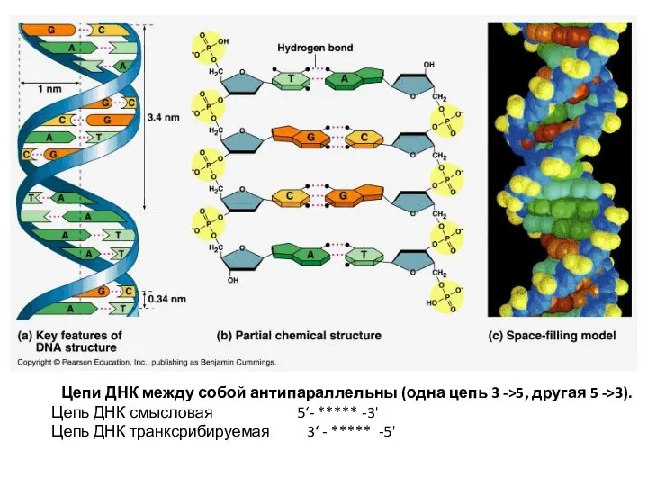 Цепи ДНК между собой антипараллельны (одна цепь 3 ->5, другая 5 ->3).