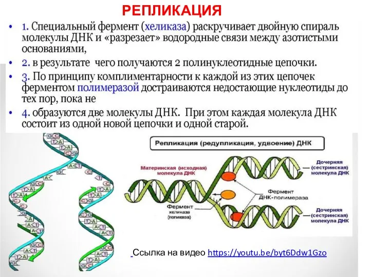 Ссылка на видео https://youtu.be/byt6Ddw1Gzo РЕПЛИКАЦИЯ