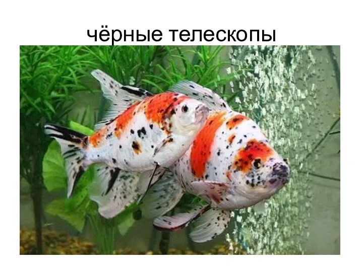 чёрные телескопы